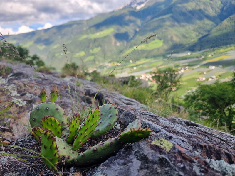 Kult- und Kraftplatz Wallburgboden