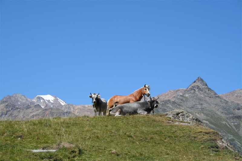 Kurzras - Hochebene Lazaun