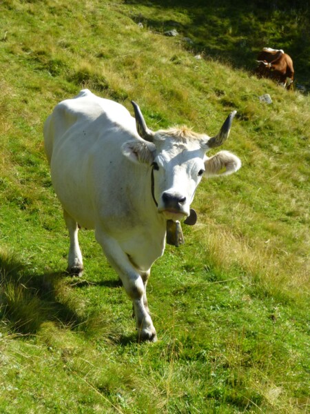 Obere Mairalm "Moar"