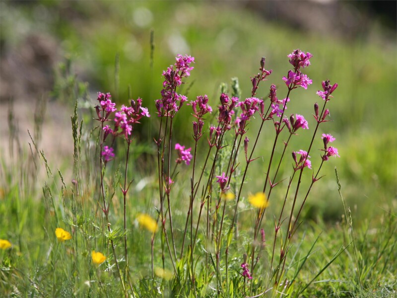Höfewanderung am Fuchsberg