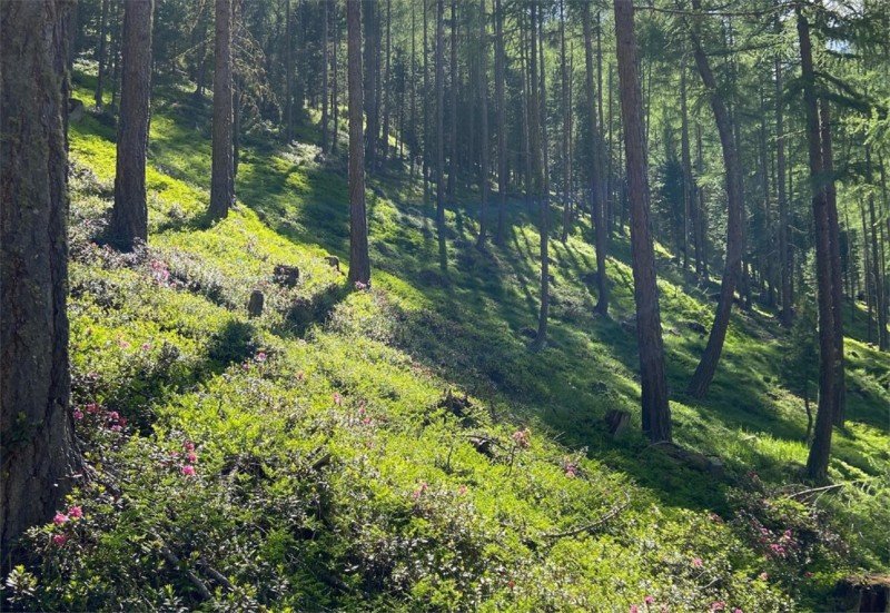 Unser Frau - Lafetz Alm