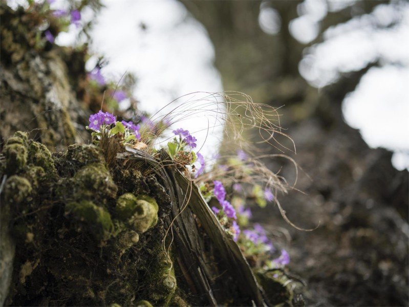 Der Naturpark Texelgruppe im Schnalstal