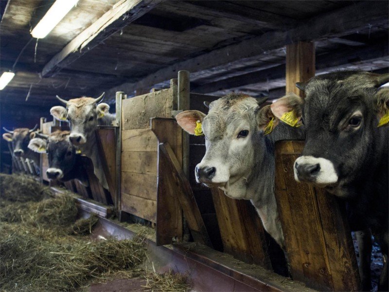 Arche- und Biobauernhof Oberniederhof