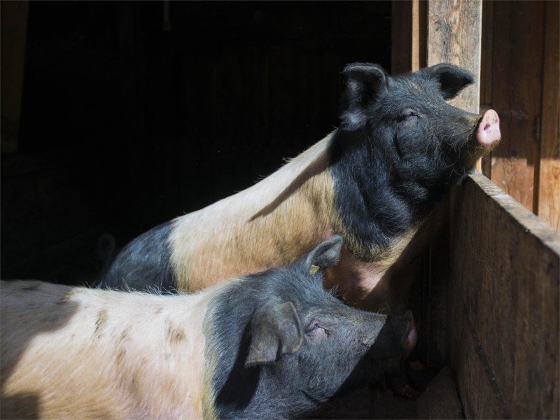 Arche- und Biobauernhof Oberniederhof