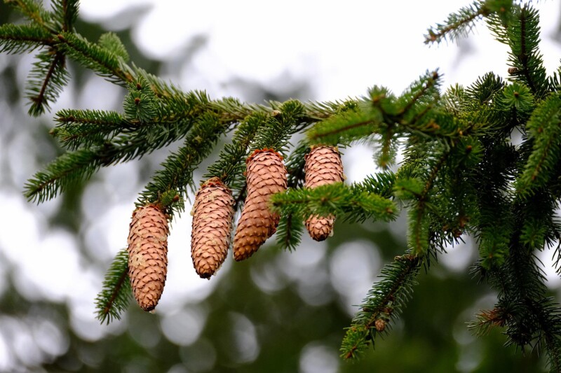 Forststation Naturns