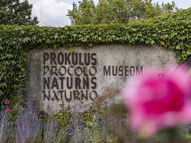 Prokulus Museum 